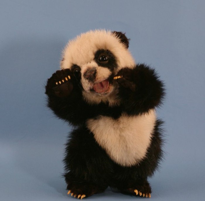 photo-panda-géant-bébé-mignon-image-photo