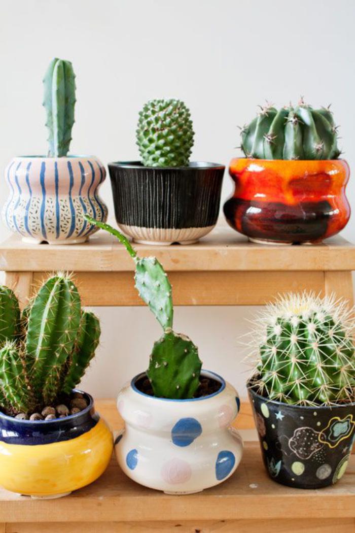 plantes-grasses-d'intérieur-petits-cactus-en-pots-déco-avec-plantes-succulentes