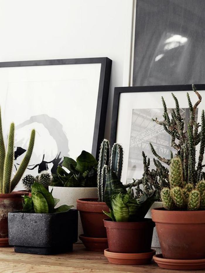 plantes-grasses-d'intérieur-plusieurs-pots-de-fleurs-avec-cactus