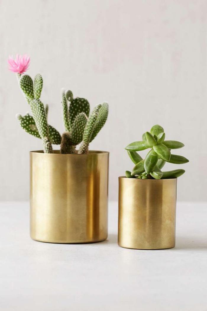 plantes-grasses-d'intérieur-pots-métalliques-couleur-or