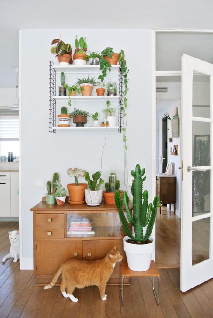 plantes-grasses-d'intérieur-rangement-de-cactus-sur-étagère