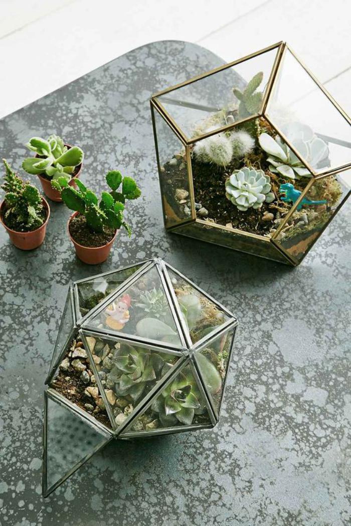 plantes-grasses-d'intérieur-terrariums-géométriques