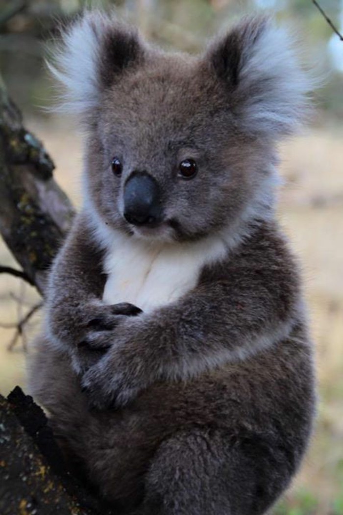 Les Meilleures Photos Et Videos De Bebe Koala Archzine Fr