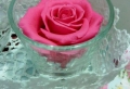 Essayez la rose stabilisée pour la décoration de vos tables