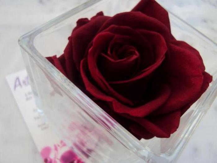 rose-stabilisée-dans-un-vase-en-verre