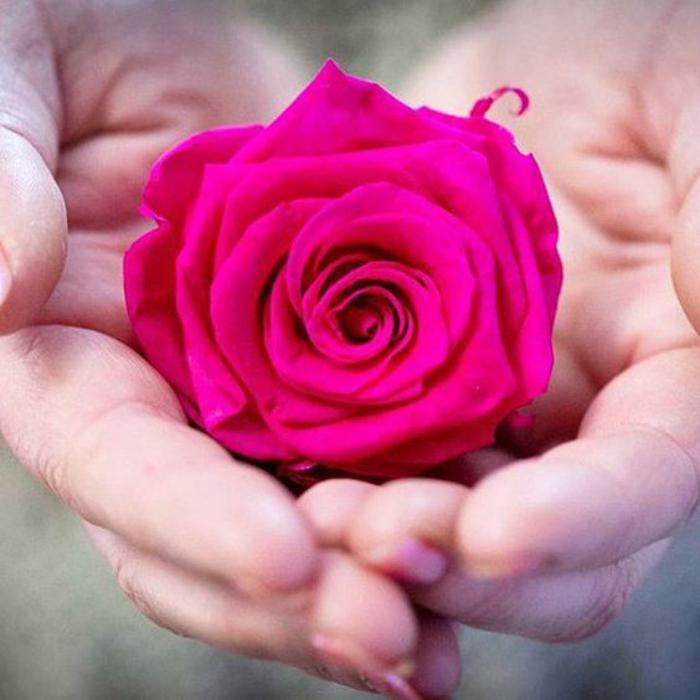rose-stabilisée-fuschia-jolie-fleur-immortalisée