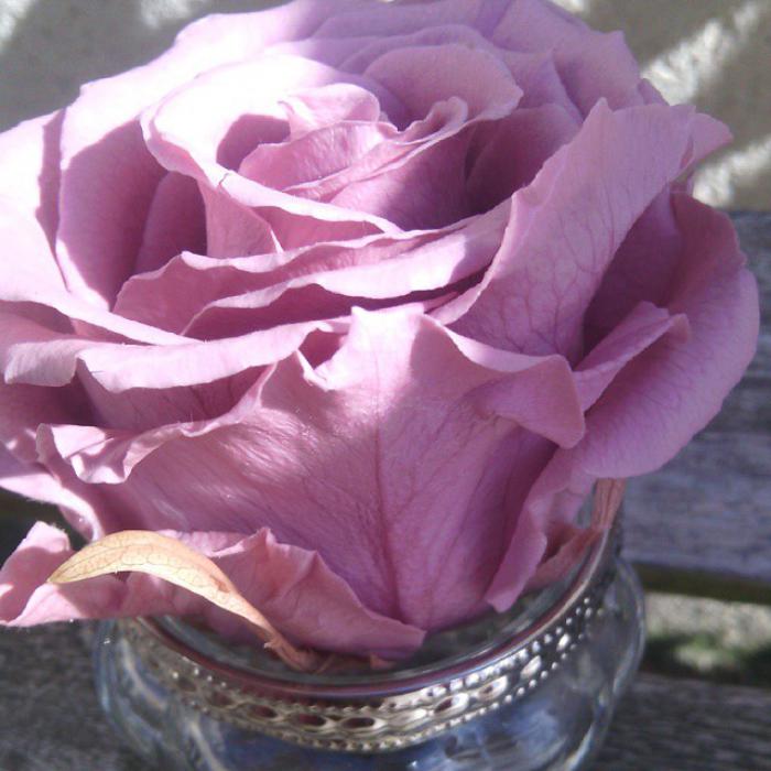 rose-stabilisée-jolie-rose-dans-un-mini-vase