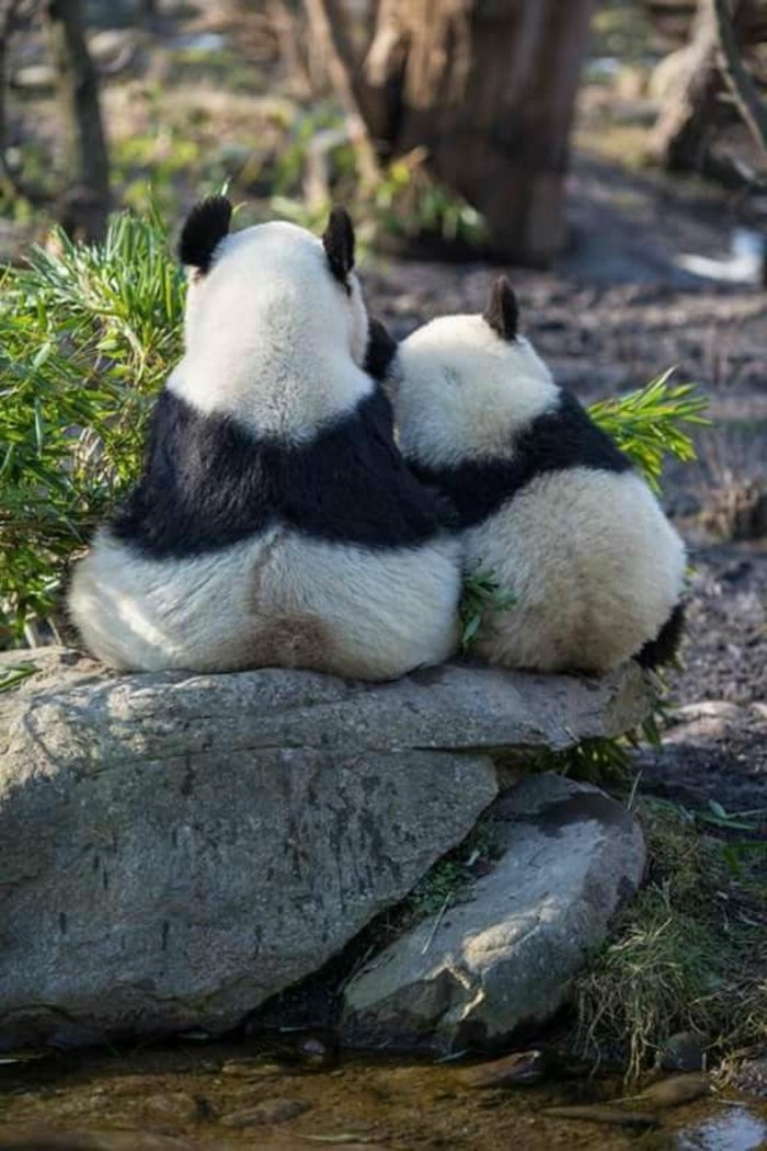 stickers-panda-chambre-bébé-embrasse-deux-amis