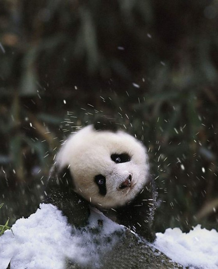 stickers-panda-chambre-bébé-embrasse-neige-blanche-et-noir