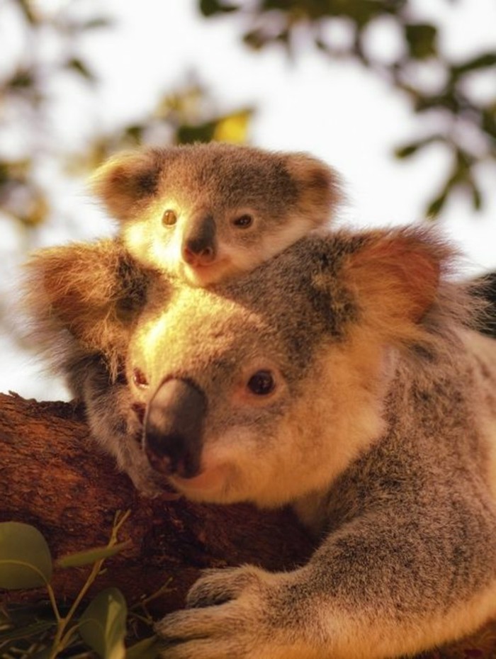 superbe-image-que-mange-un-koala-bébé-koala-au-coucher-de-soleil
