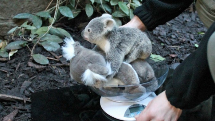 superbe-image-que-mange-un-koala-bébé-koala