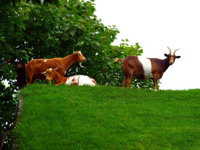 toiture-végétalisée-Wisconsin-chèvres-sur-la-toiture-verte