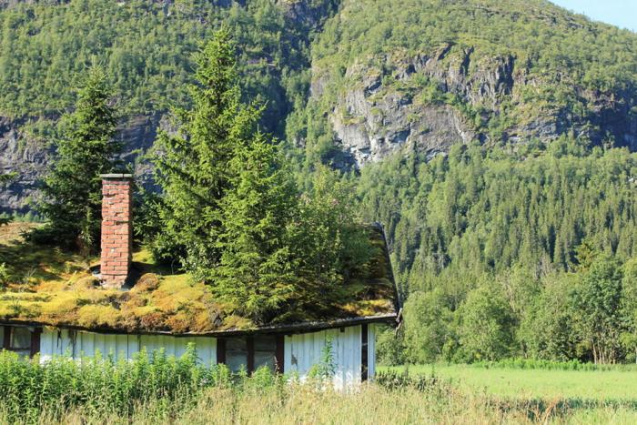 toiture-végétalisée-arbres-sur-le-toit-d'une-maison-Norvège