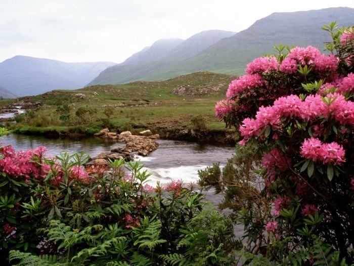 beau-à-voir-en-irlande-voyager-irlande-image-jolie-belles-roses