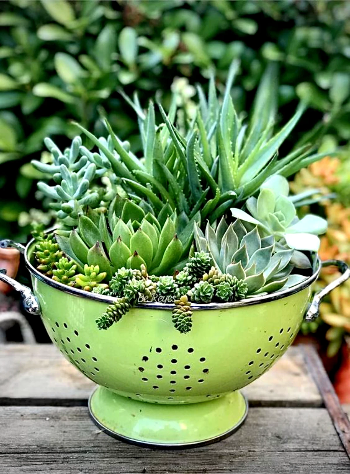 comment faire une jardiniere avec des objets simples de recup succulentes