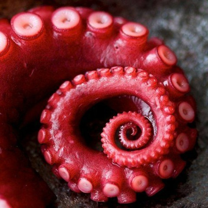 la-suite-de-Fibonacci-octopus-rouge-resized
