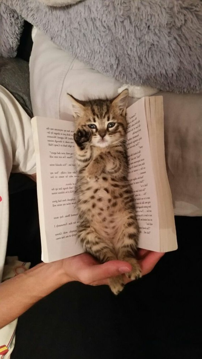 quoi-de-plus-mignon-chat-dans-un-livre-les-livres-les-plus-vendus-pour-2016