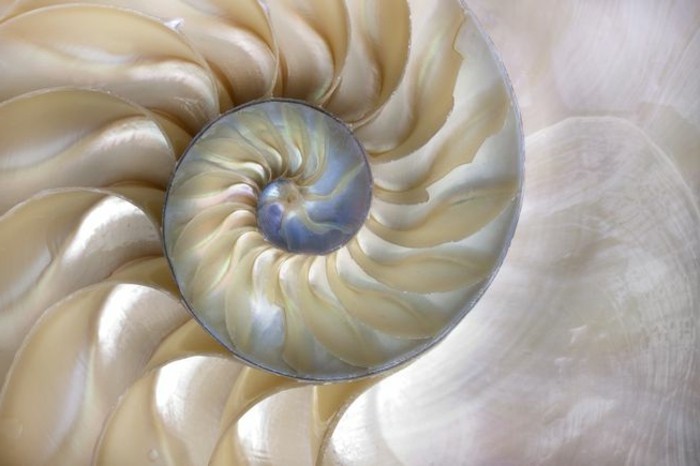 suite-de-Fibonacci-coquillage-blanc-irise-resized