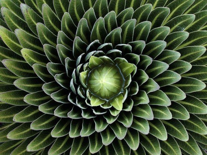 suite-de-Fibonacci-feuilles-artichoc-resized