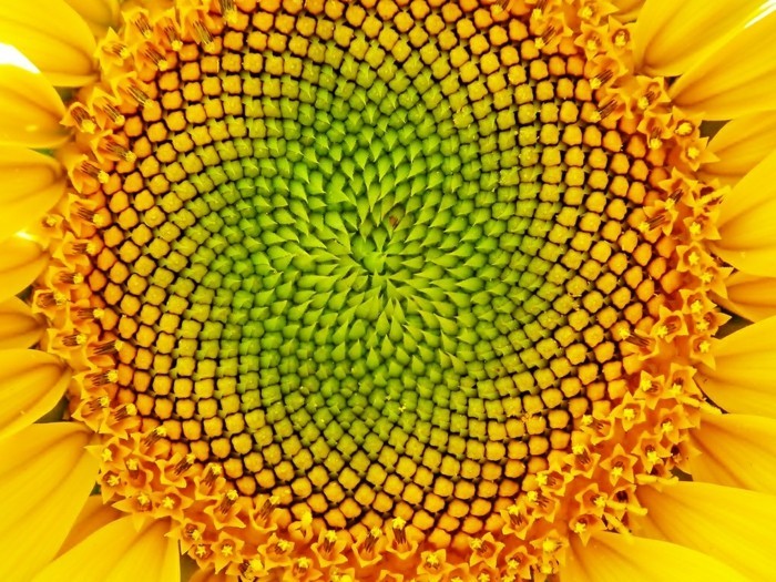 suite-de-Fibonacci-le-nombre-d'or-dans-la-nature-resized