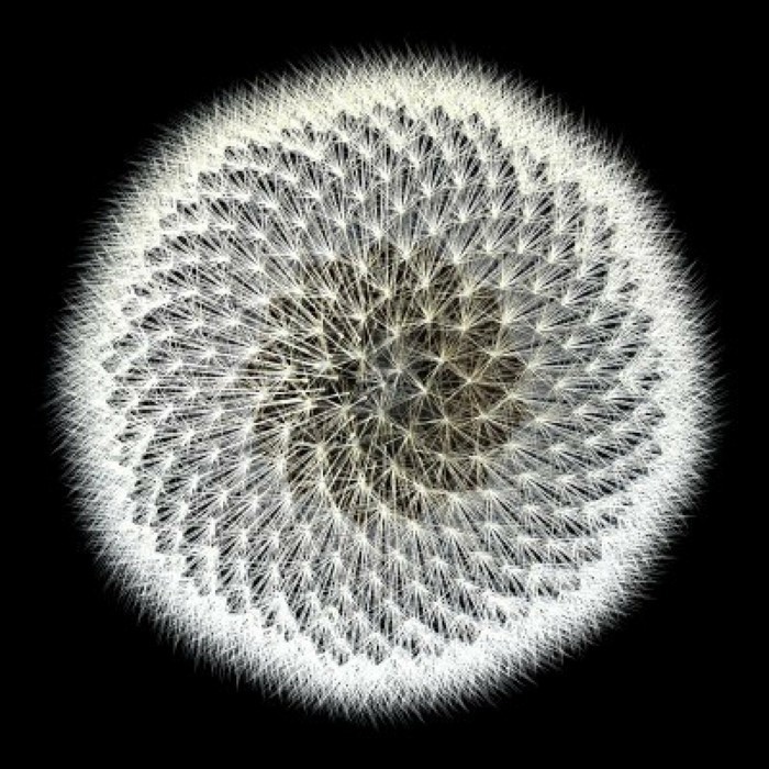 suite-de-Fibonacci-les-maths-et-la-beaute-des-fractions-ideales-resized