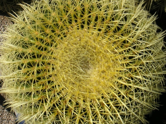 suite-de-Fibonacci-nombre-d'or-cactus-jaune-resized