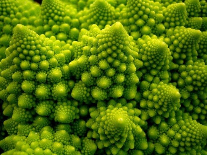 suite-de-Fibonacci-plantes-vertes-attractives-resized