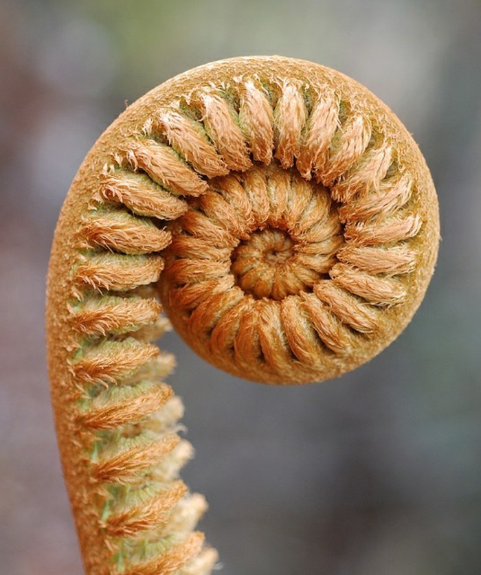 suite-de-Fibonacci-spirale-plante-resized