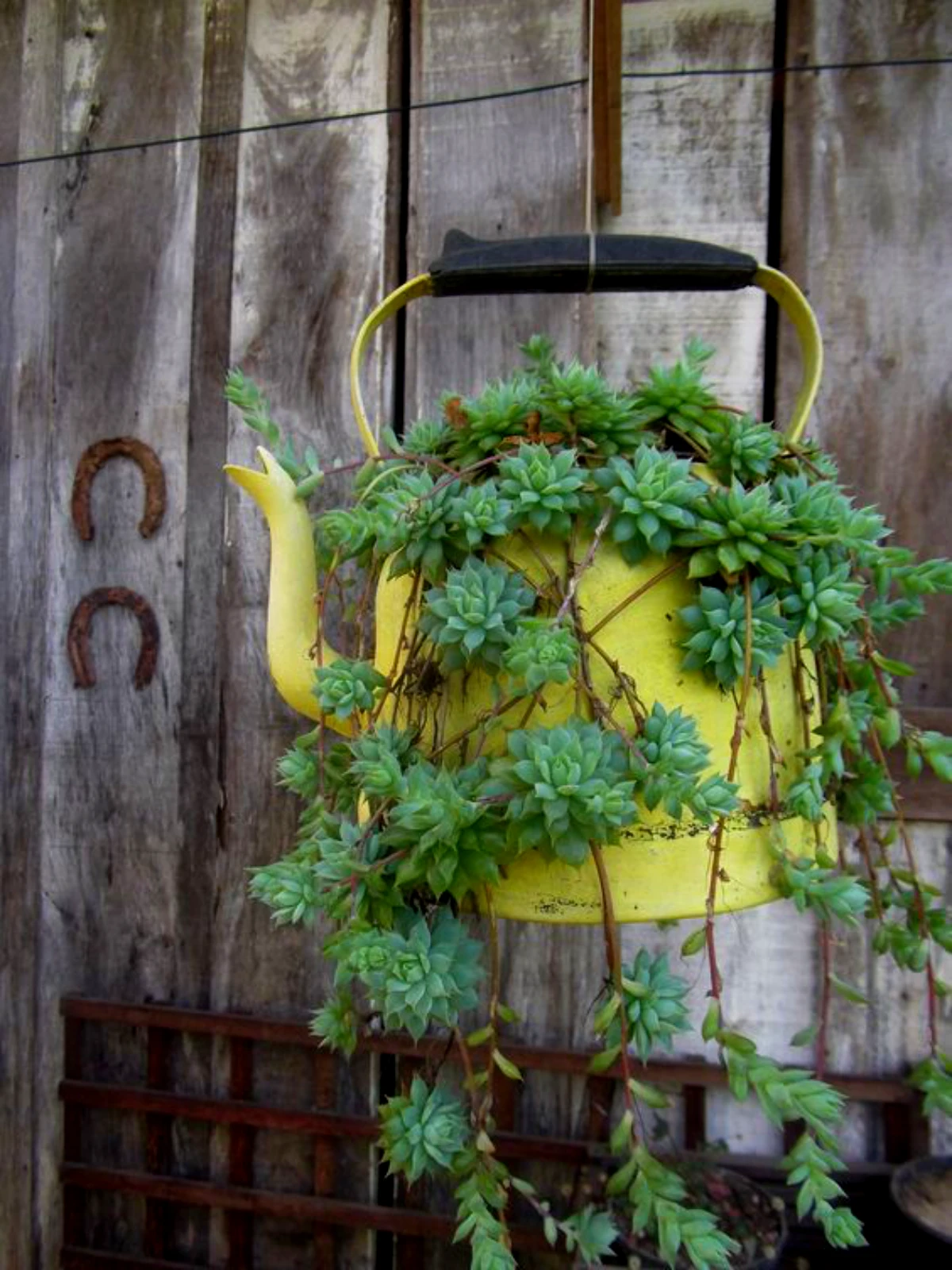 un pot de succulente avec un ancien objet