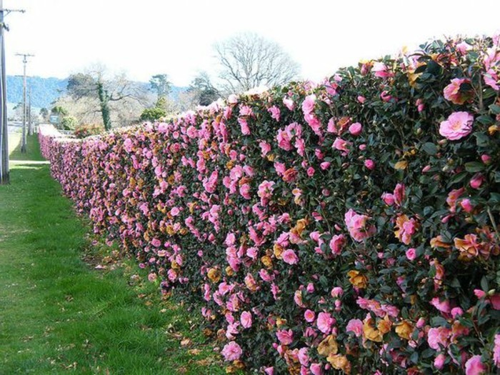 06-Mur de clôture. Fleurs.