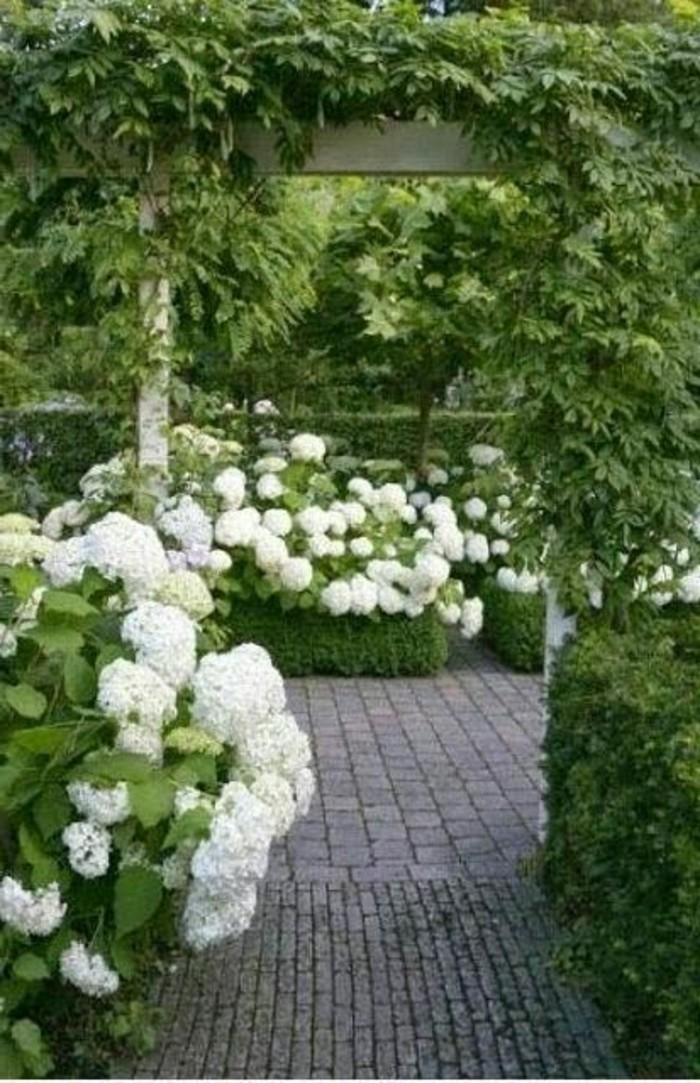 22-Mur de clôture. Buis. Fleurs blanches