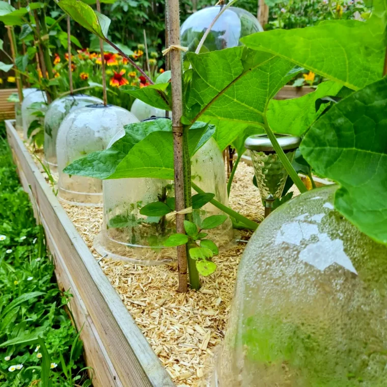 comment prendre soin de mon carre potager