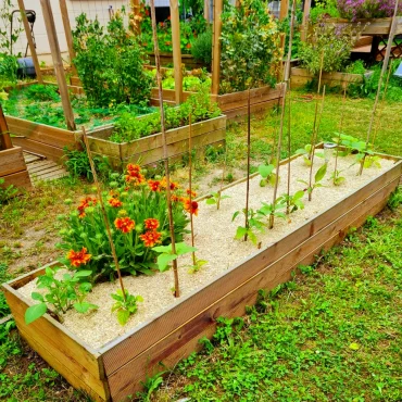 exemples de paillage sur un carre potager