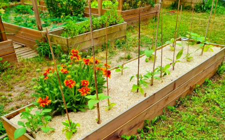 exemples de paillage sur un carre potager