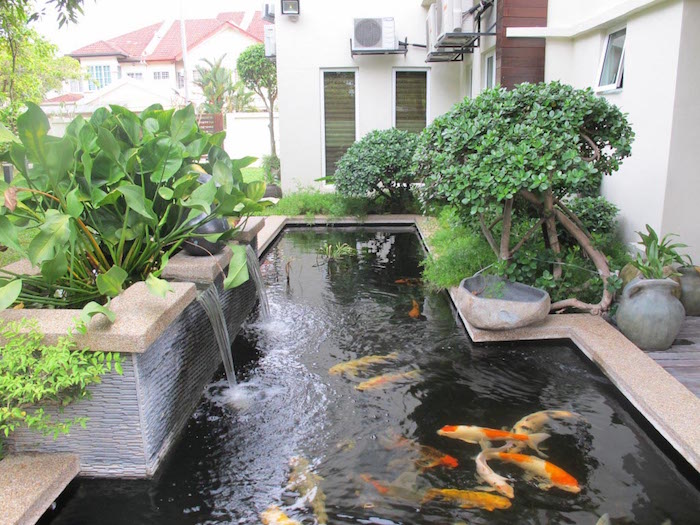 bassin-carpe-koi-design-poisson-ornement-jardin