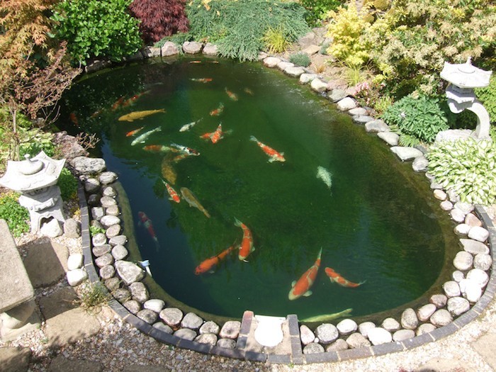 bassin-d-ornement-carpe-koi-poisson-exterieur