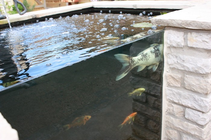 bassin-ornement-carpe-koi-japonaise-etang-verre-transparent-jardin