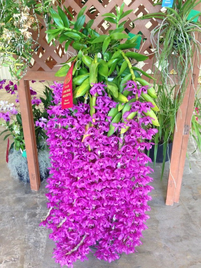 bouquet-orchidee-balcon-pot-fleurs-suspendu-plante-tombante-plantes-retombantes