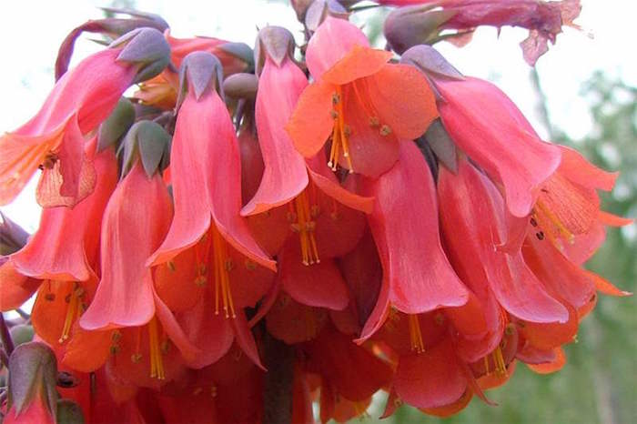 Fleurs Tombantes Ou En Lianes Plantes Vivaces Retombantes 