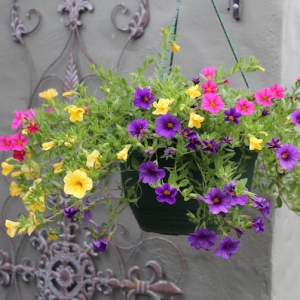Plante TOMBANTE | Cultivez votre jardin intérieur en 41 photos