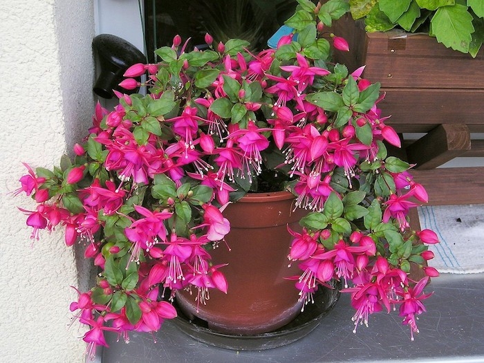 Plante TOMBANTE Cultivez Votre Jardin Int rieur En 41 Photos