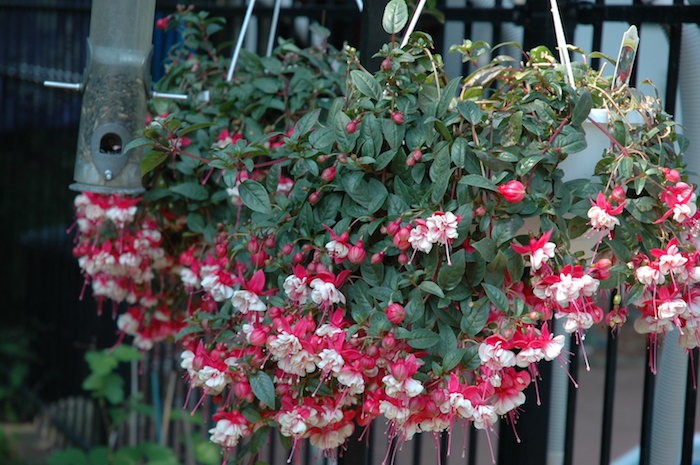 fleurs-fuchsia-jardiniere-suspendue-plantes-tombantes