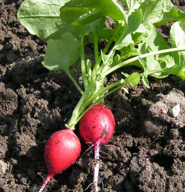 quoi-planter-en-septembre-legume-radis-plantation-potager-automne
