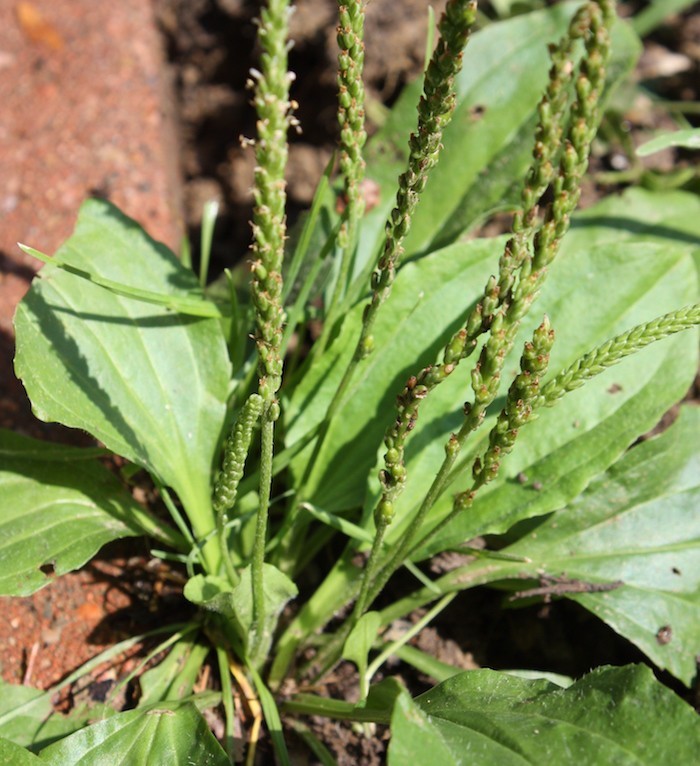 soigner-avec-plantain-remede-naturel-medicinale-herbe