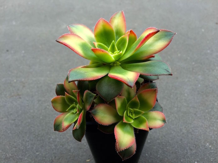 aeonium-kiwi-tricolor-plante-succulent-en-pot