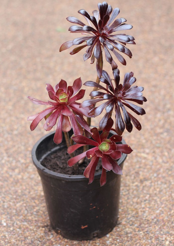 aeonium-noir-rose-plante-succulente-pour-jardin-plantes-grasses-exterieur
