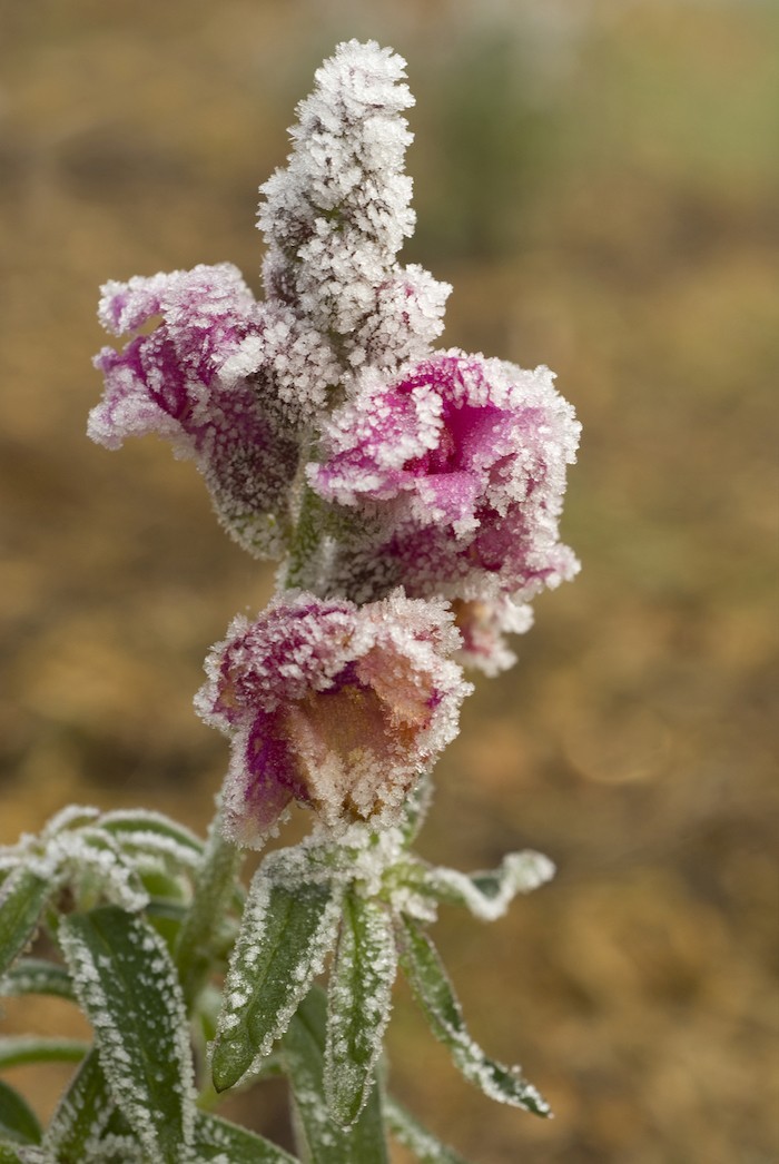 antirrhinum-fleur-d-hiver-mufliers-roses