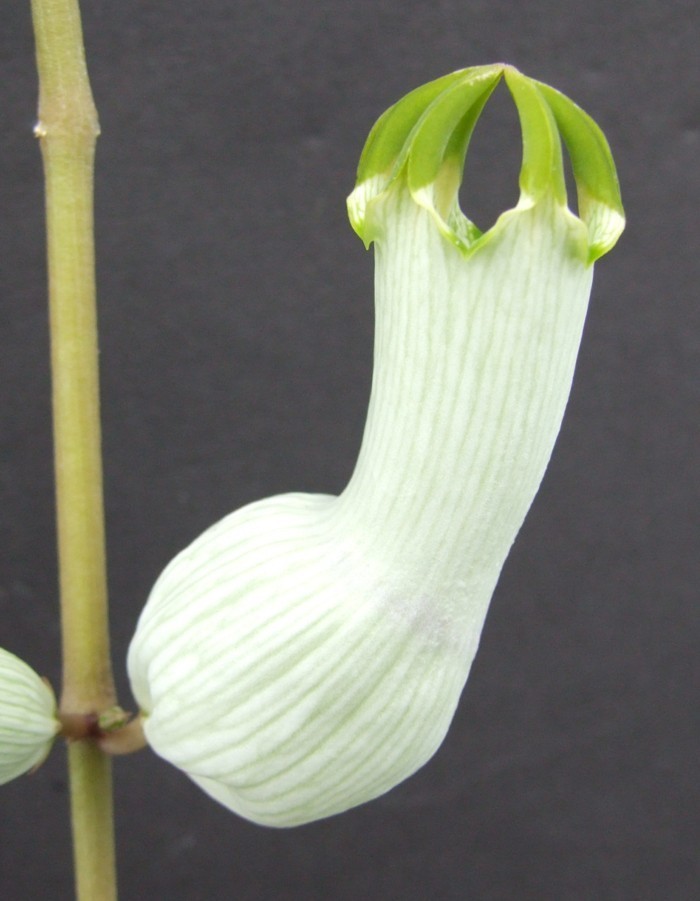 ceropegia-ampliata-succulente-exterieur-plante-grasse-fleurie