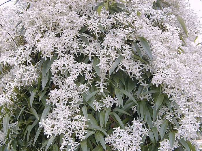 clematis-armandii-plante-hiver-fleurs-automne-blanches
