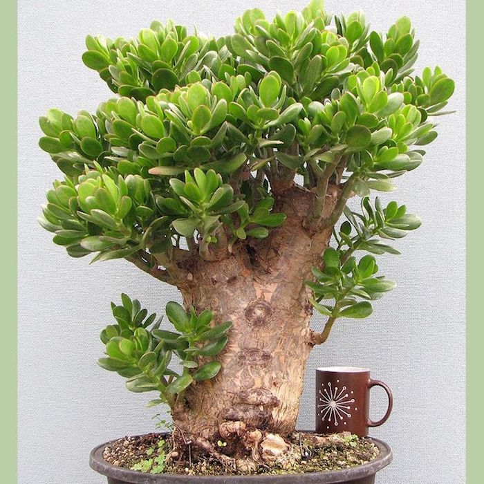 crassula-ovata-arbre-de-jade-plante-succulente